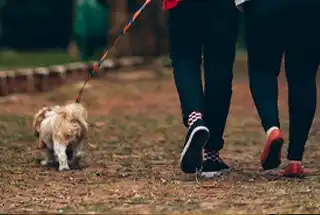 Pet Park